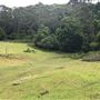 Otford Farm - The Pines Paddock with Jungle Gully