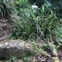 Otford Farm - The Pines Paddock with Jungle Gully