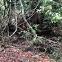 Otford Farm - The Pines Paddock with Jungle Gully