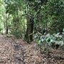 Otford Farm - The Pines Paddock with Jungle Gully