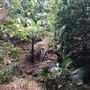 Otford Farm - The Pines Paddock with Jungle Gully