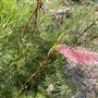 The Australian Botanic Garden Mount Annan