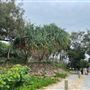 Kingscliff