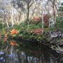 Campbell Rhododendron Gardens