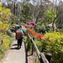 Campbell Rhododendron Gardens