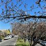 Leura Village