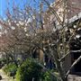 Leura Village