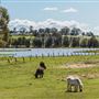 Morpeth Farmland