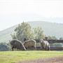 Tocal Homestead