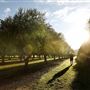 Adina Vineyard and Olive Grove