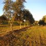 Adina Vineyard and Olive Grove