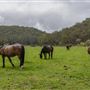 Glenworth Valley Wilderness Adventures