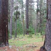 Armidale Pine Forest