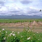 Branxton Vineyard