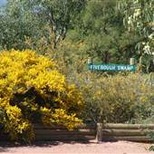 Fivebough Swamp