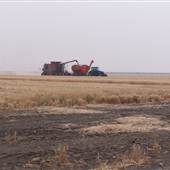 Hay Area Agriculture