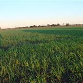Wheat Crop near Whittingham