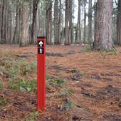 Olney State Forest