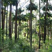 Royal National Park