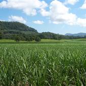 Sugar Cane Fields, Condong