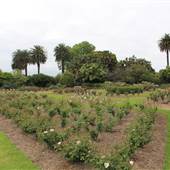 Centennial Park - Rose Garden