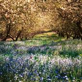 Logan Brae Orchard