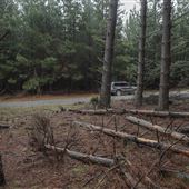 Dingo Road Arboretum - Vulcan State Forest