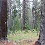 Armidale Pine Forest