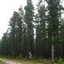 Belanglo State Forest