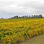 Bathurst Vineyards