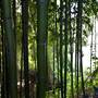 Bellinger Valley