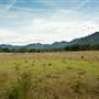 Bellinger Valley