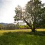 Bellinger Valley
