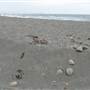Black Sand Beach, Bass Point Reserve & Shell Cove