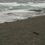 Black Sand Beach, Bass Point Reserve & Shell Cove