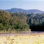 Bluebell Wood - Tilba Tilba