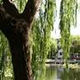 Chinese Garden of Friendship - Darling Harbour