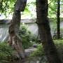 Chinese Garden of Friendship - Darling Harbour