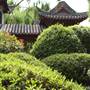 Chinese Garden of Friendship - Darling Harbour