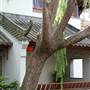 Chinese Garden of Friendship - Darling Harbour