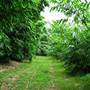 Bamboo Wholesale