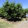Daydawn Orchard