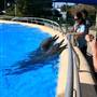 Dolphin Marine Magic