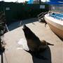 Dolphin Marine Magic