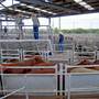 Dubbo Saleyards
