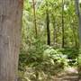 Lane Cove National Park