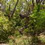 Lane Cove National Park