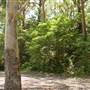 Lane Cove National Park