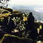 Barrington Tops National Park