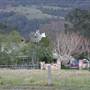 Berry